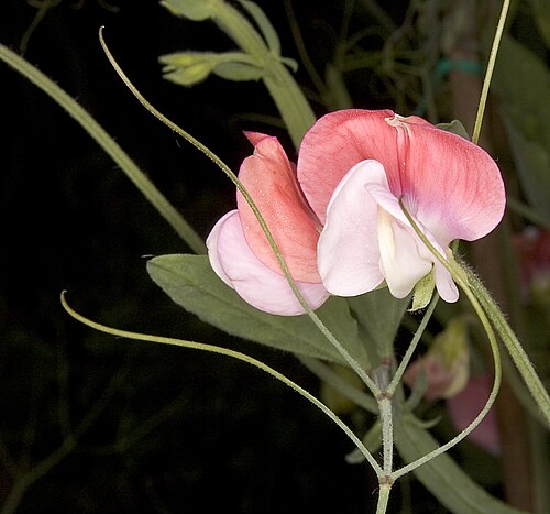 Sweet pea: Lathyrus odoratus 'Painted Lady', Fabaceae, Faboideae - Original description: Everlasting Sweet Pea, 'Lathyrus latifolius Painted Lady', taken with a Nikon D2H