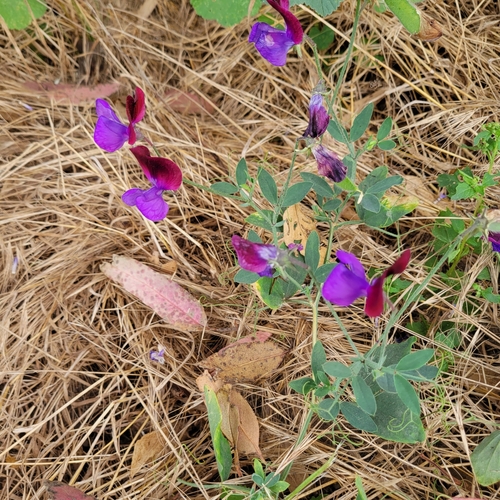 Sweet pea (Lathyrus odoratus)