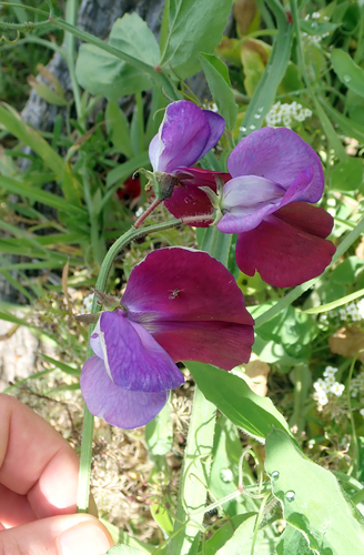 Sweet pea (Lathyrus odoratus)
