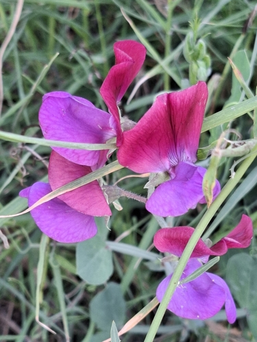 Sweet pea (Lathyrus odoratus)
