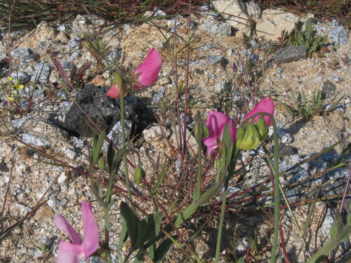 Sweet pea (Lathyrus odoratus)