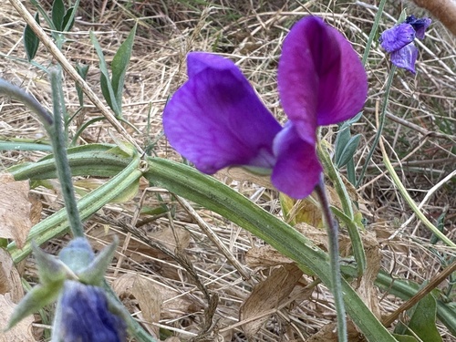 Sweet pea (Lathyrus odoratus)