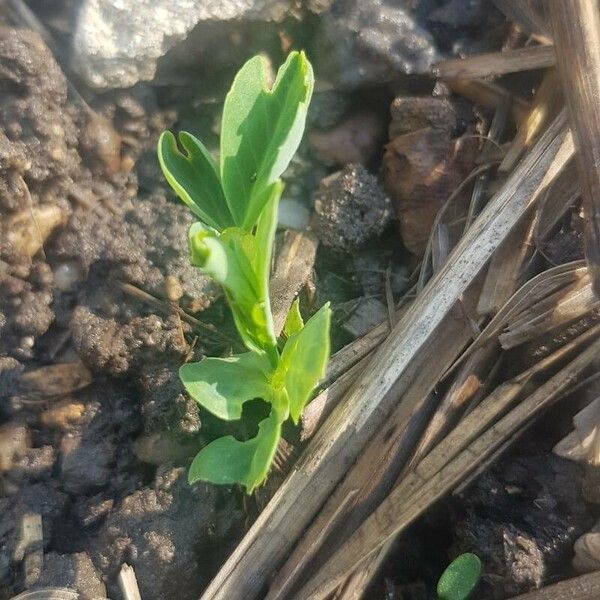 Pea (Lathyrus oleraceus)
