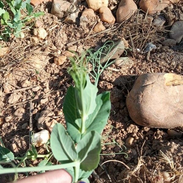 Pea (Lathyrus oleraceus)