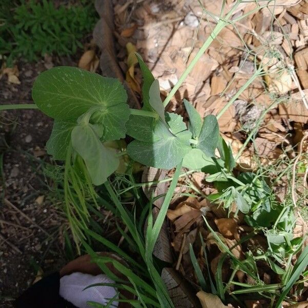 Pea (Lathyrus oleraceus)