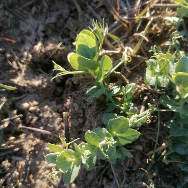 Pea (Lathyrus oleraceus)