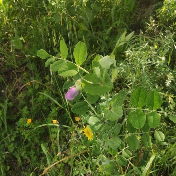 Pea (Lathyrus oleraceus)