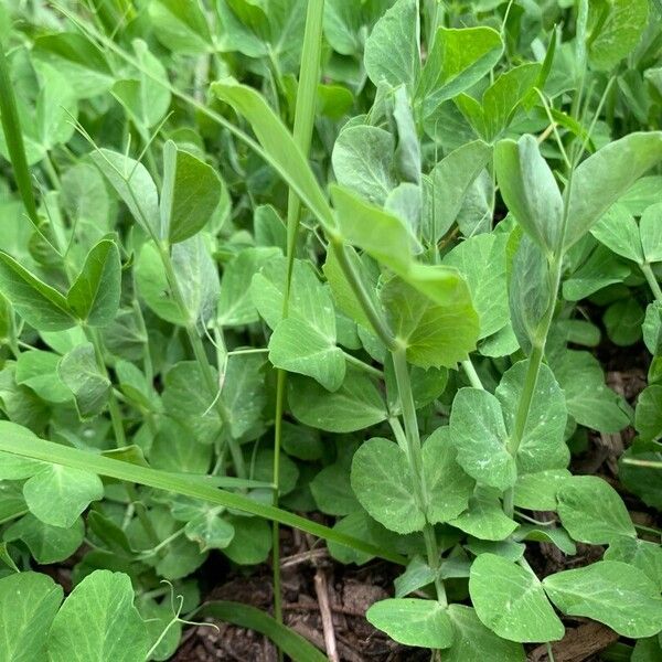 Pea (Lathyrus oleraceus)