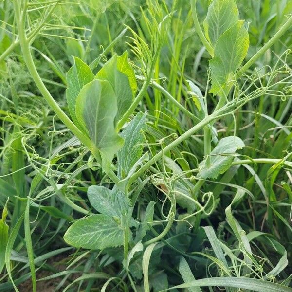 Pea (Lathyrus oleraceus)