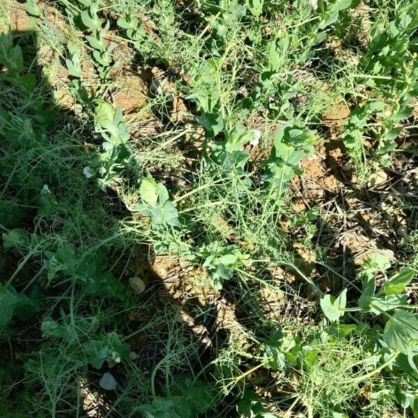 Pea (Lathyrus oleraceus)