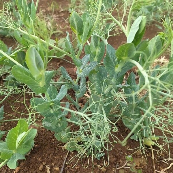 Pea (Lathyrus oleraceus)