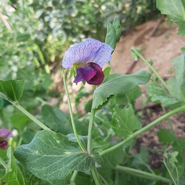 Pea (Lathyrus oleraceus)
