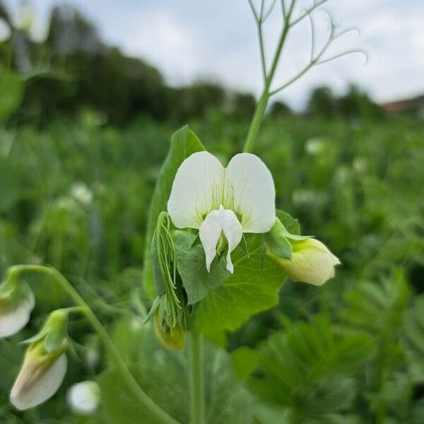 Pea (Lathyrus oleraceus)