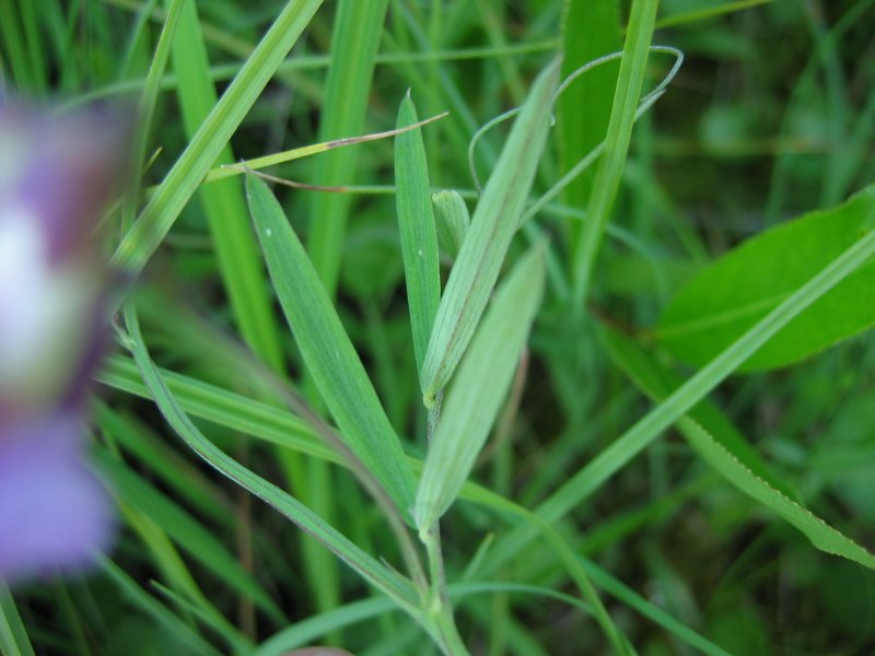Marsh pea: Lathyrus palustris Sumpf-Platterbse , Müritz-Gebiet