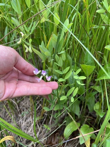 Marsh pea (Lathyrus palustris)