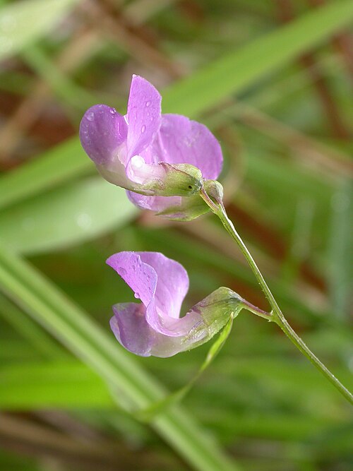 Marsh pea: Lathyrus palustris Marais de Blangy-Tronville), France