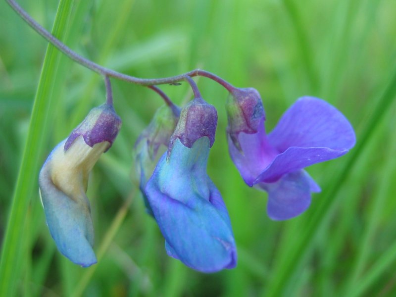 Marsh pea: Lathyrus palustris Sumpf-Platterbse , Müritz-Gebiet