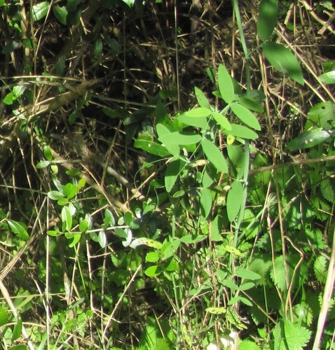 Marsh pea (Lathyrus palustris)