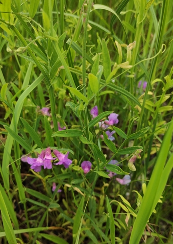 Marsh pea (Lathyrus palustris)