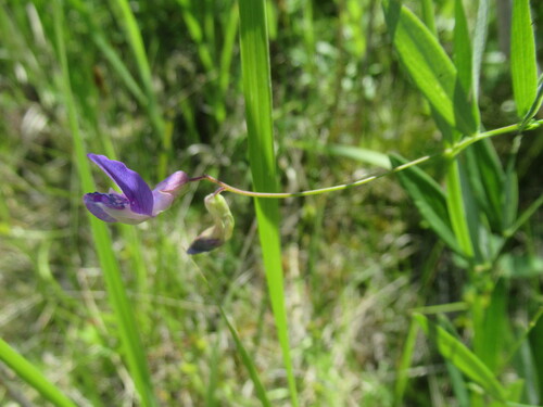 Marsh pea (Lathyrus palustris)
