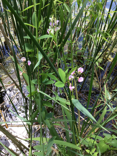 Marsh pea (Lathyrus palustris)