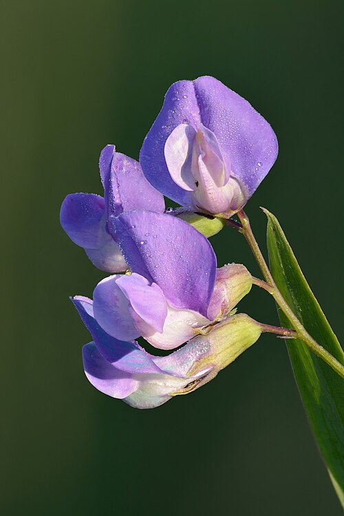 Marsh pea: Marsh pea flowers