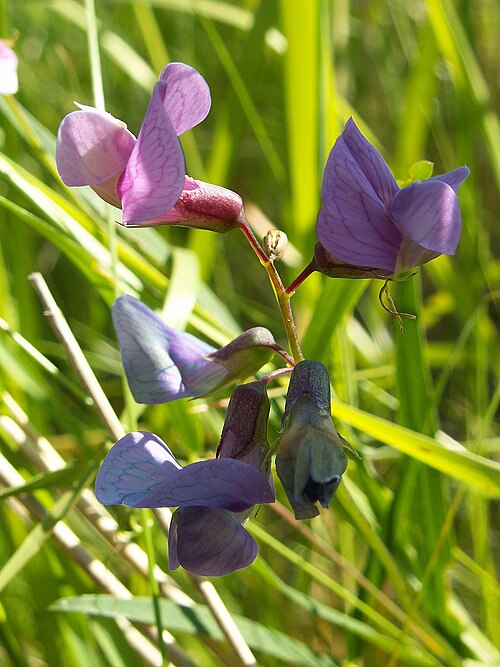 Marsh pea: Flowers of Lathyrus paluster. Karsibórz near Swinoujscie, NW Poland.