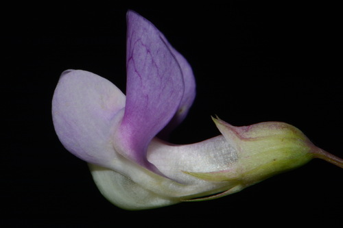 Marsh pea (Lathyrus palustris)