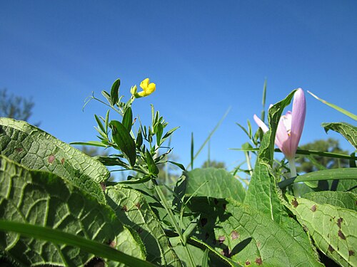 Meadow vetchling: Wiesen-Platterbse (Lathyrus pratensis) und Herbstzeitlose (Colchicum autumnale) in den Wagbachauen bei Oberhausen-Rheinhausen
