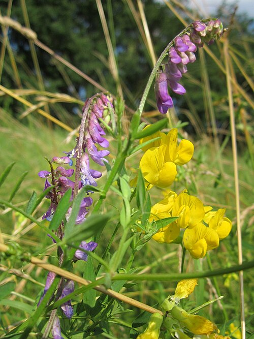 Meadow vetchling: Vogelwicke ( Vicia cracca ) und Wiesen-Platterbse ( Lathyrus pratensis ) im Hockenheimer Rheinbogen