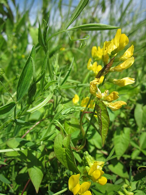 Meadow vetchling: Wiesen-Platterbse ( Lathyrus pratensis ) im Hockenheimer Rheinbogen