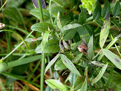 Meadow vetchling: Cressbrook Dale Derbyshire