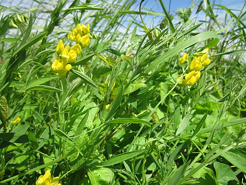 Meadow vetchling: Wiesen-Platterbse ( Lathyrus pratensis ) im Hockenheimer Rheinbogen