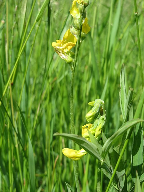 Meadow vetchling: Wiesen-Platterbse ( Lathyrus pratensis ) im Naturschutzgebiet Bachwiesen/Leopoldswiesen im Hockenheimer Rheinbogen