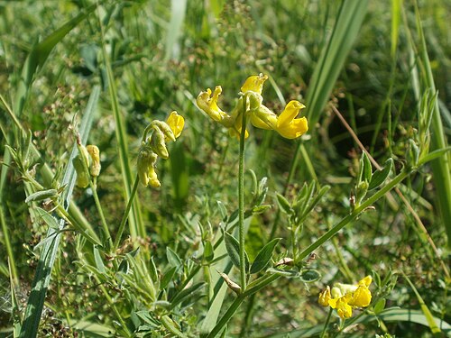 Meadow vetchling: Wiesen-Platterbse (Lathyrus pratensis) im Hockenheimer Rheinbogen
