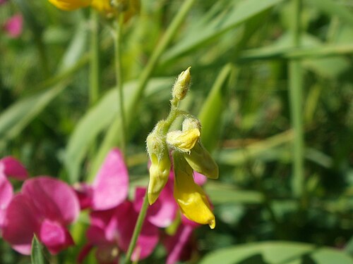 Meadow vetchling: Wiesen-Platterbse (Lathyrus pratensis) - im Hintergrund die Knollen-Platterbse (Lathyrus tuberosus) im Hockenheimer Rheinbogen