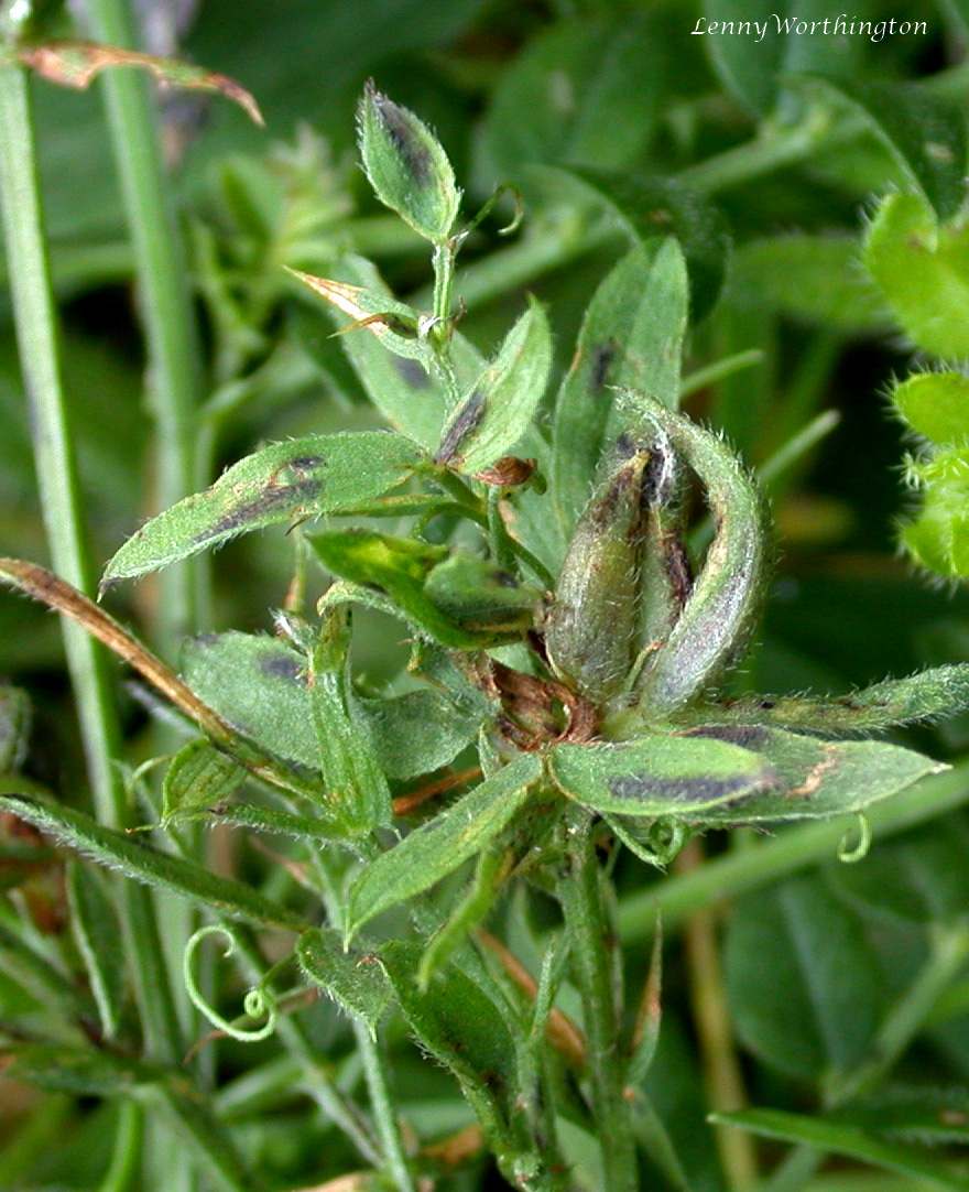 Meadow vetchling: Cressbrook Dale Derbyshire