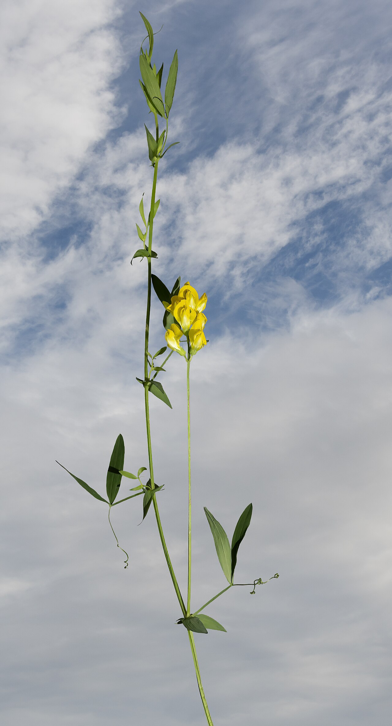 Meadow vetchling: Meadow vetchling - Plant habit