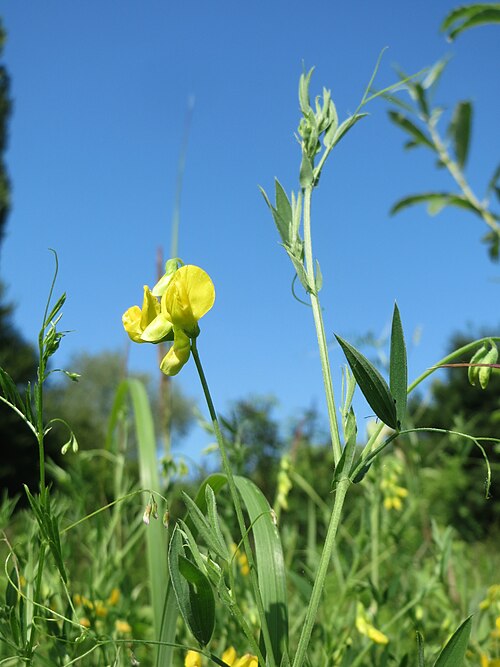 Meadow vetchling: Wiesen-Platterbse ( Lathyrus pratensis ) im Naturschutzgebiet „St. Arnualer Wiesen“