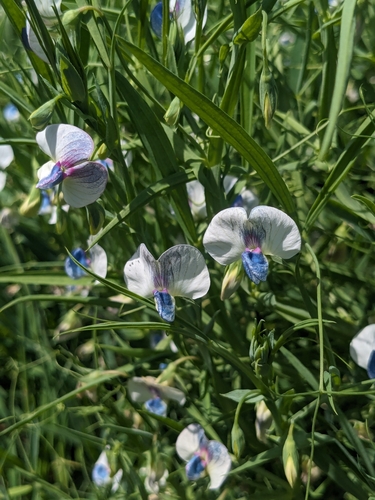 White pea (Lathyrus sativus)
