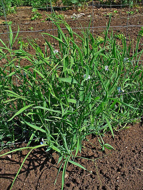 White pea: Lathyrus sativus , Fabaceae, Grass Pea, Blue Sweet Pea, Chickling Vetch, Indian Pea, Indian Vetch, White Vetch, habitus. The ripe seeds are used in homeopathy a