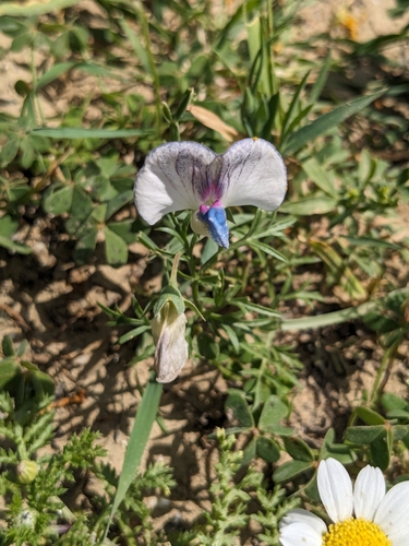 White pea (Lathyrus sativus)