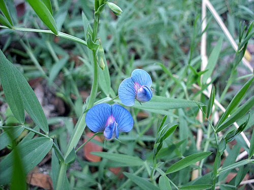White pea: Lathyrus sativus . Taken at Sandwip Island, Chittagong, Bangladesh.