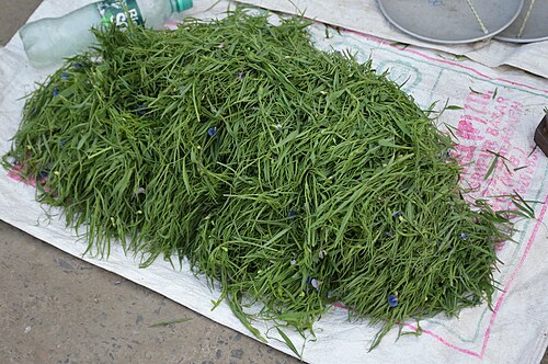 White pea: Photographed in Nadia district.