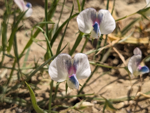 White pea (Lathyrus sativus)