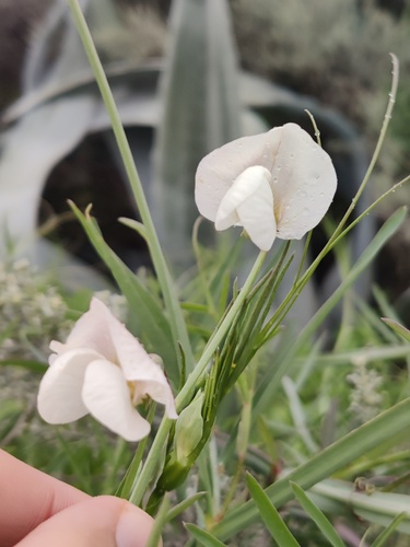 White pea (Lathyrus sativus)