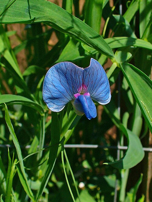 White pea: Lathyrus sativus , Fabaceae, Grass Pea, Blue Sweet Pea, Chickling Vetch, Indian Pea, Indian Vetch, White Vetch, flower. The ripe seeds are used in homeopathy as