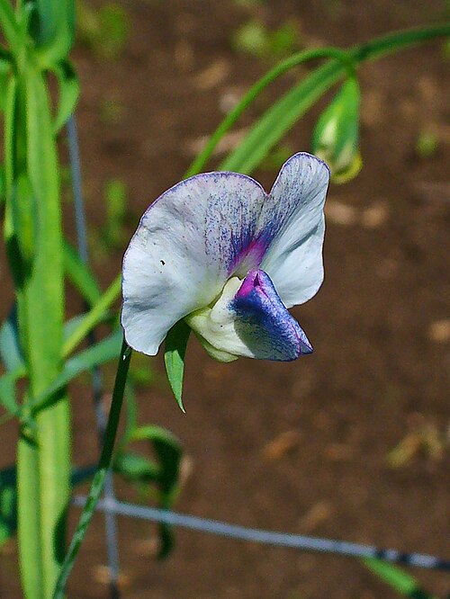 White pea: Lathyrus sativus , Fabaceae, Grass Pea, Blue Sweet Pea, Chickling Vetch, Indian Pea, Indian Vetch, White Vetch, flower. The ripe seeds are used in homeopathy as