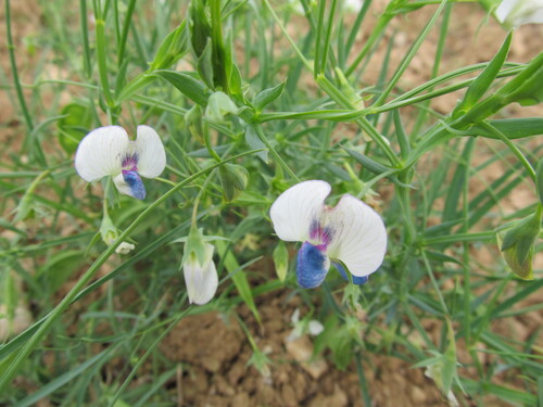 White pea (Lathyrus sativus)