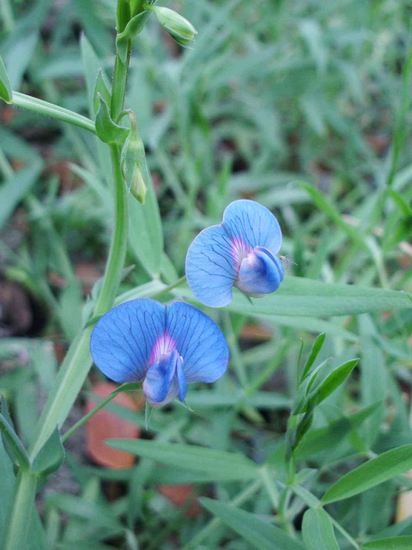 White pea: Lathyrus sativus flowers Bangladesh cropped